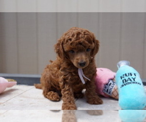 Poodle (Toy) Litter for sale in BRANDON, FL, USA
