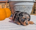 Small #12 Dachshund