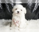 Puppy Angel AKC Maltese