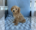 Puppy Barney Goldendoodle