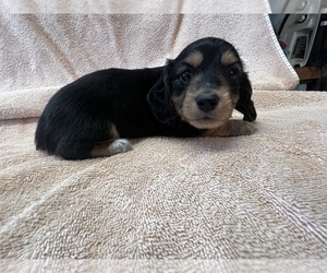 Dachshund Puppy for Sale in ASHLAND, Nebraska USA