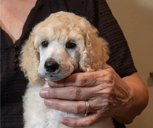 Poodle (Standard) Puppy for sale in PITTSFIELD, MA, USA