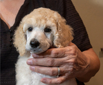 Small Poodle (Standard)