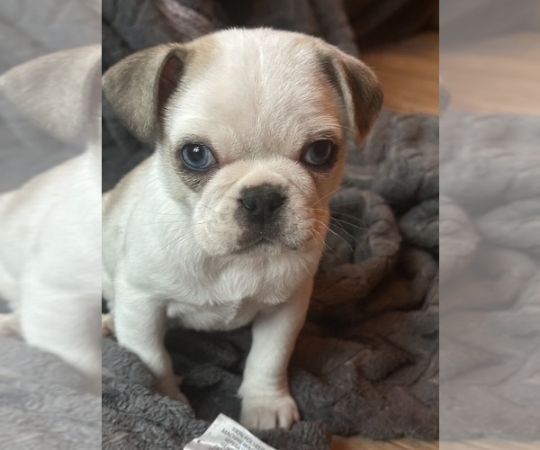 Medium Photo #3 Pug Puppy For Sale in SPRING MILLS, PA, USA