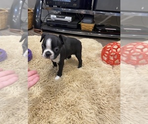 Boston Terrier Puppy for sale in FREDONIA, KS, USA
