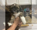 Small Photo #2 Lhasa Apso Puppy For Sale in HESPERIA, CA, USA
