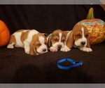 Small Photo #4 Basset Hound Puppy For Sale in CLAREMORE, OK, USA