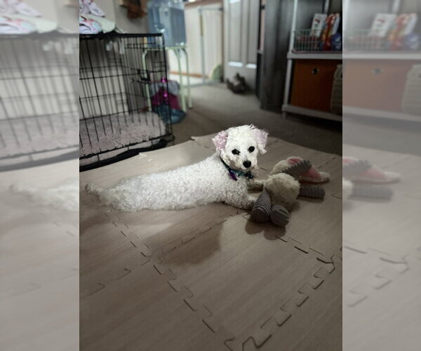 Medium Photo #4 Bichon Frise Puppy For Sale in Mukwonago, WI, USA