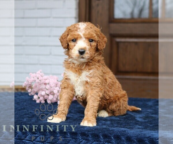 Medium Photo #2 Goldendoodle (Miniature) Puppy For Sale in NARVON, PA, USA
