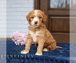 Small #1 Goldendoodle (Miniature)