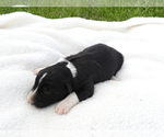 Small Photo #11 Border Collie Puppy For Sale in CARLISLE, KY, USA
