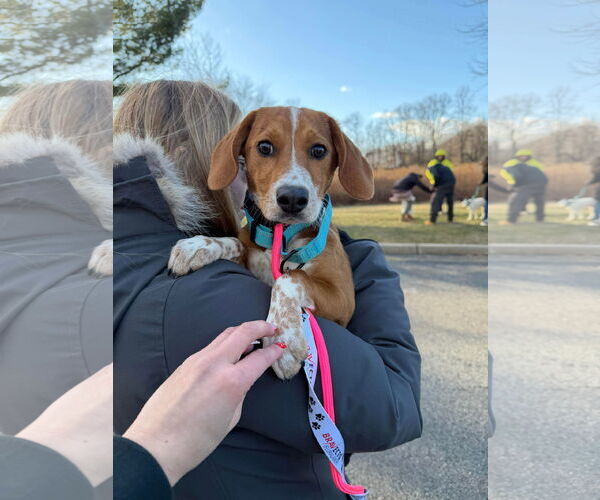 Medium Photo #3 Beagle-Unknown Mix Puppy For Sale in Westwood, NJ, USA