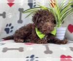 Small Photo #7 Poodle (Miniature)-Schnoodle (Miniature) Mix Puppy For Sale in LAKELAND, FL, USA