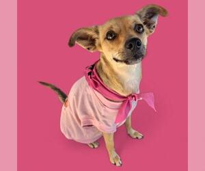 Medium Chihuahua