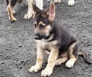 German Shepherd Dog Puppy for sale in SHERIDAN, OR, USA
