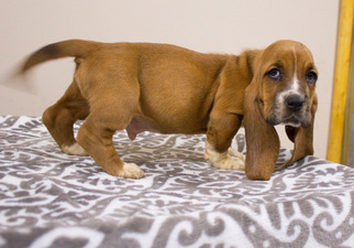 Basset Hound Puppy for sale in PETERSBURG, IN, USA