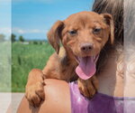 Small #4 Australian Shepherd Mix