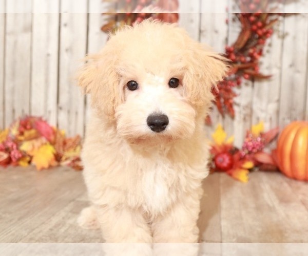 Medium Photo #2 Bichpoo Puppy For Sale in MOUNT VERNON, OH, USA