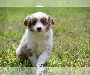 American Bulldog Puppy for sale in PALM COAST, FL, USA