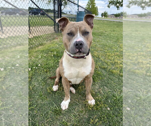 Medium Photo #1 Mutt Puppy For Sale in Evansville, IN, USA