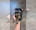 Small Photo #3 Yorkshire Terrier Puppy For Sale in PELSOR, AR, USA