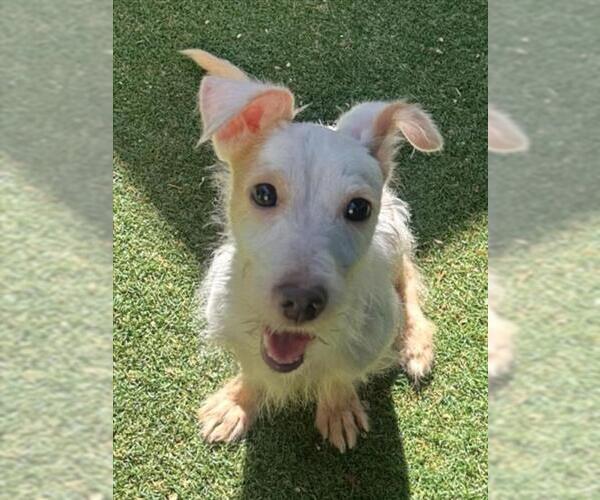 Medium Photo #1 Rat Terrier Puppy For Sale in Woodland, CA, USA