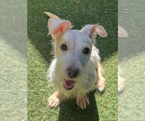 Rat Terrier Dogs for adoption in Woodland, CA, USA