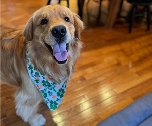 Father of the Golden Retriever puppies born on 10/27/2025