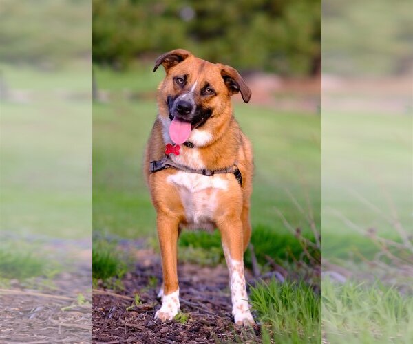 Medium Photo #5 Mutt Puppy For Sale in Farmington, MN, USA