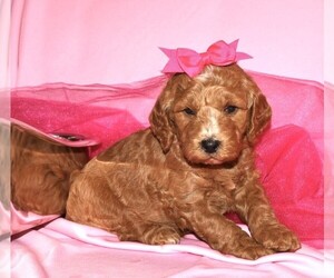 Goldendoodle (Miniature) Puppy for sale in LIBERAL, MO, USA