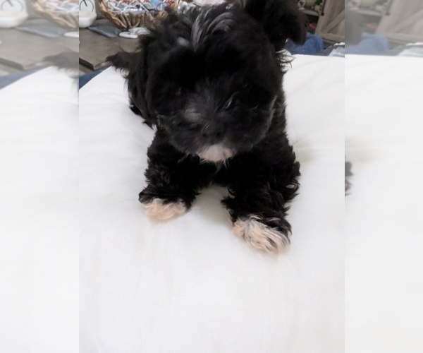 Medium Photo #4 Havashire-Mal-Shi Mix Puppy For Sale in FLEMING ISLAND, FL, USA