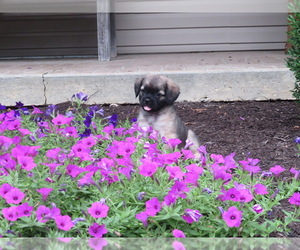 Puggle Puppy for Sale in BLUFORD, Illinois USA
