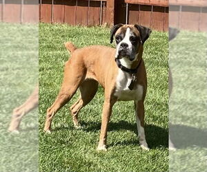 Boxer Dogs for adoption in Woodbury, MN, USA