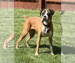 Small Boxer