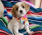 Puppy Daphne Cavachon-Cavapoo Mix