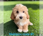 Small #1 Maltipoo (Toy)