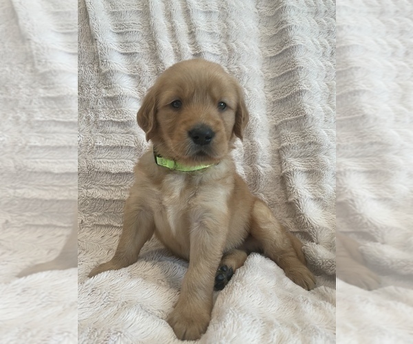 Medium Photo #26 Golden Retriever Puppy For Sale in IRWIN, PA, USA