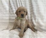 Small Photo #26 Golden Retriever Puppy For Sale in IRWIN, PA, USA