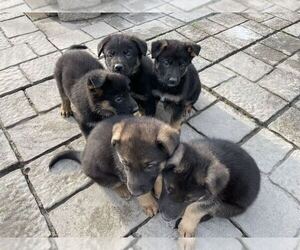 Father of the German Shepherd Dog puppies born on 03/04/2024
