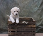 Puppy Riley Labrador Retriever