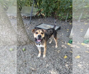 Boxer-Unknown Mix Dogs for adoption in Elmsford, NY, USA