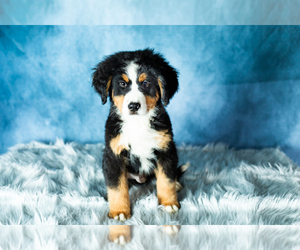 Bernese Mountain Dog Puppy for sale in SHIPSHEWANA, IN, USA