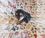 Small #6 Morkie-Yorkshire Terrier Mix
