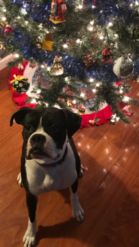 Medium Photo #1 Boxer Puppy For Sale in STERLING HEIGHTS, MI, USA