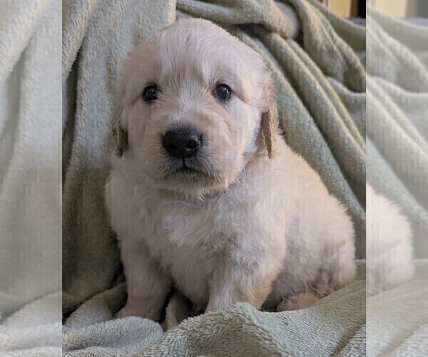Medium Photo #63 Golden Retriever Puppy For Sale in MODESTO, CA, USA