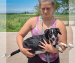 Small #1 Australian Shepherd Mix