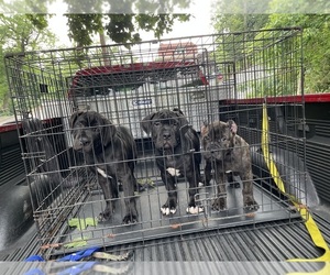 Boerboel-Cane Corso Mix Puppy for sale in PITTSBURGH, PA, USA