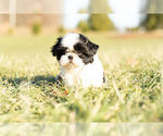 Small Photo #9 Shih Tzu Puppy For Sale in WARSAW, IN, USA