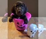 Puppy Brownie German Shorthaired Pointer