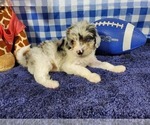 Small Photo #2 Bernedoodle (Miniature) Puppy For Sale in COLORADO SPRINGS, CO, USA